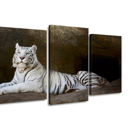 Модульная картина "Белый тигр" 100х60 S542