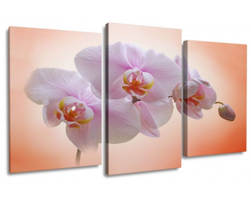 Модульная картина "Нежная орхидея" 100х60 S499